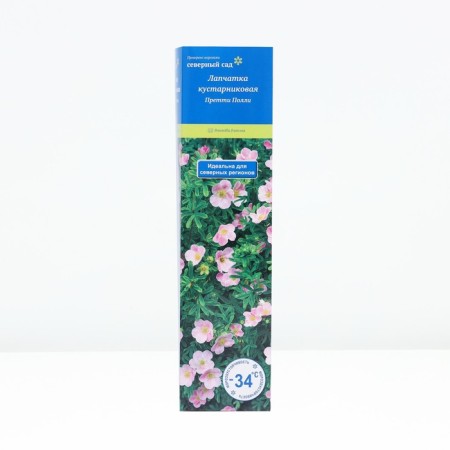 Bunch of shrub "Pretty Polly", tube, 1 pc, spring 2025
