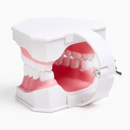 Model "Human Jaw" 12*9cm-11