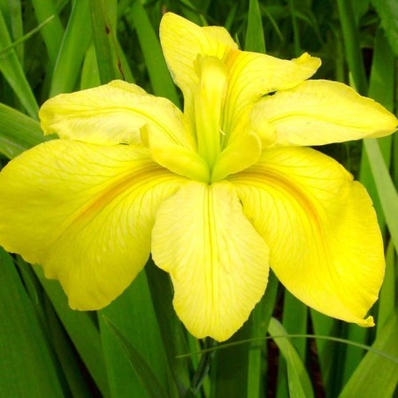 Iris Luisian Laura Luis, rr I, 1 pc, spring 2025
