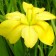 Iris Luisian Laura Luis, rr I, 1 pc, spring 2025
