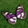 Decor for magnet "Butterfly", 13.5cm, mix
