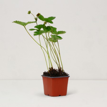 Garden Strawberries "Toscana F1 Deep Rose", P9 P9, Summer 2024-1