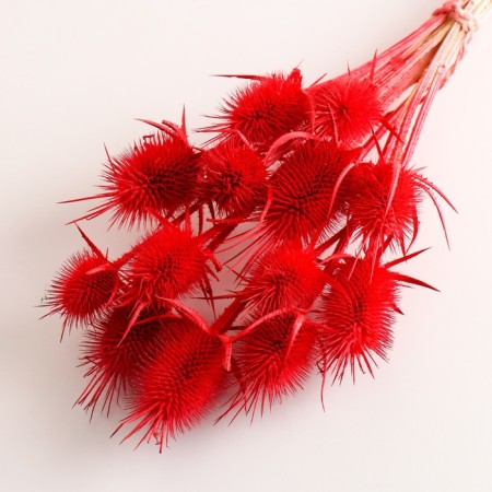A set of dried flowers "Brush", a ban 7-8 pcs, length 50 (+/- 6 cm), red-2
