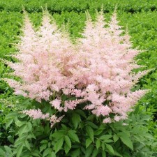Astilba Hybrid Uniker Silveren Pink, C1.5 pot, H10-50 height, 1 pc, summer 2024