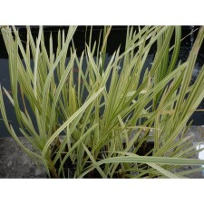 Mannik Big Variegat, Rr. I, 1 pc, Spring 2025