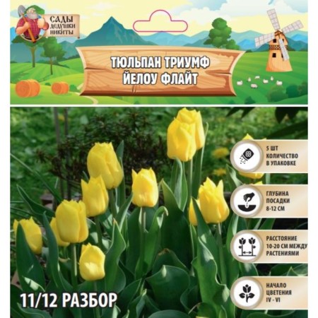Tulip Triumph Yelou Flyite, rr 11/12, 5 pcs, autumn 2024