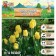 Tulip Triumph Yelou Flyite, rr 11/12, 5 pcs, autumn 2024