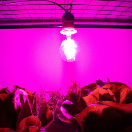 LED phytolamps, for plants, A60, 8 W, 360 °, Philaement-3