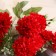 Bouquet "Chrysanthemum Lush Galant" 4x26 cm, mix