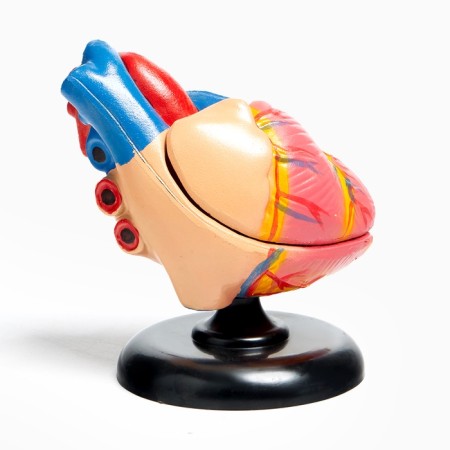 Matcage "Human Heart" 14*10cm-6