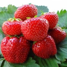 Саженец Земляники ФРИГО Магнус A (9-15 мм) , 5 шт