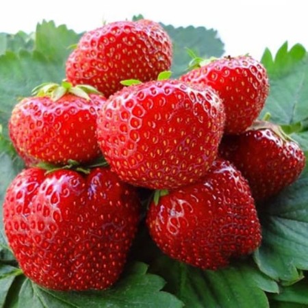 Strawberry seedlings Frigo Magnus A (9-15 mm), 5 pcs