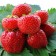 Strawberry seedlings Frigo Magnus A (9-15 mm), 5 pcs