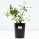 Cavalle Rosa seedling, pot of C4, summer 2024