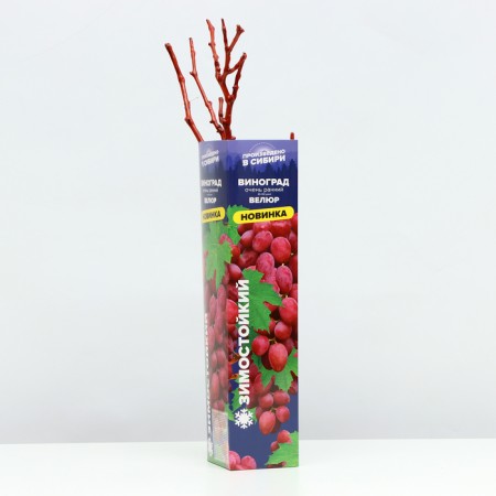 Velor Grape seedling, 1 pc, spring 2024-1