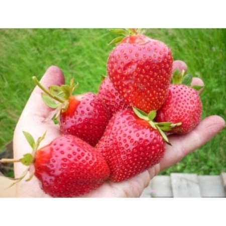 Strawberry Garden Harmony, P9 Pot, Summer 2024
