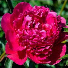 PION Milk -flowered victoire de la Marne, C3 pot, 1 pc, summer 2024