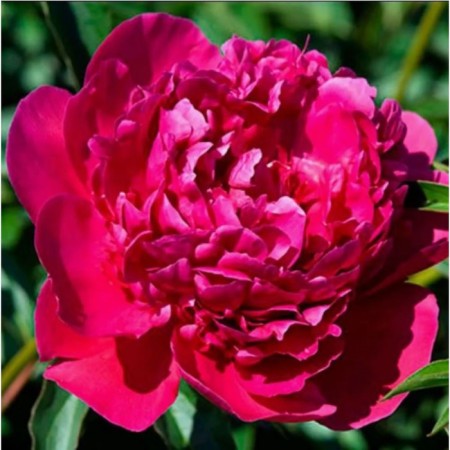 PION Milk -flowered victoire de la Marne, C3 pot, 1 pc, summer 2024