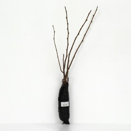 Hazelnut (ordinary hazel) "Avlan", 1 pc, tube, spring 2025-2