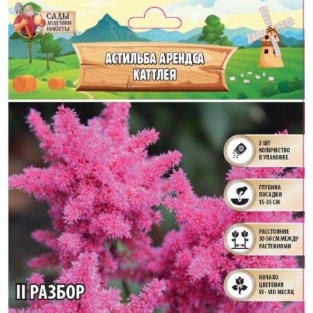 Astilba Lesson "Cattleya" rr II, 2 pcs, spring 2024