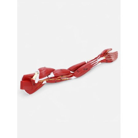 Matcage "Hand, Muscle Building" 38cm-9