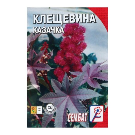 Cleshchevina flowers "Cossack", 2 pcs