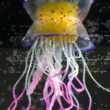 Decor for the Aquarium "Medusa", silicone, with a neon effect, 6.5 x 6.5 x 11.5 cm, violeto 71088-3