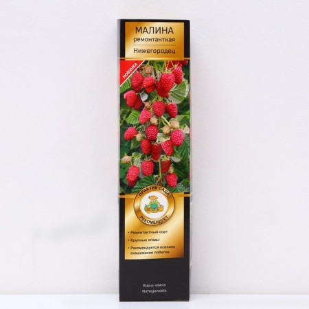 Raspberry repair varieties "Nizhny Novgorod" 1 pc, tube, spring 2025