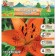 Lilia Trevra "Mast SI", rr 12/14, 3 pcs, spring 2024