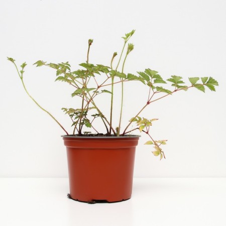 Astilba Hybrid Unique Karmin, C1.5 pot, H10-50 height, 1 pc, summer 2024-1