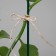 Flax twine for garter plants, 50 m, 1200 teks, 2 threads, linen, Greengo