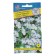 Flowers of Lobelia Bush "Rivierra" Blue Spray, Oh, Multipherge 5 pcs