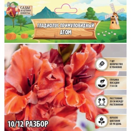 Gladiolus primulic "atom", rr 10+, 7 pcs, spring 2024