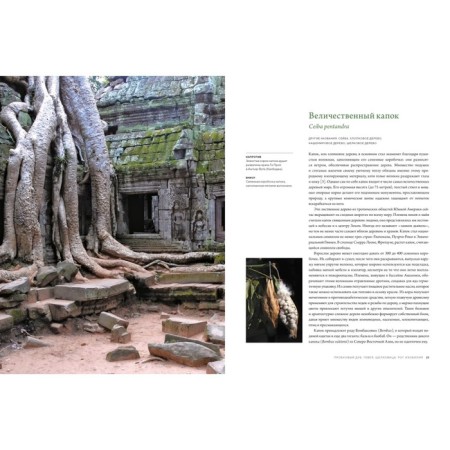 Outstanding trees that changed our life. Adams M.-2