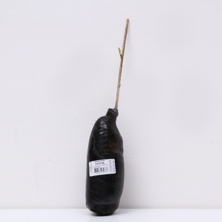 Gooseberry "Senator", 1 pc, tube, spring 2025-2