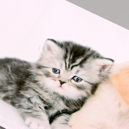 Stick 3D Interior pets 40*20cm-2