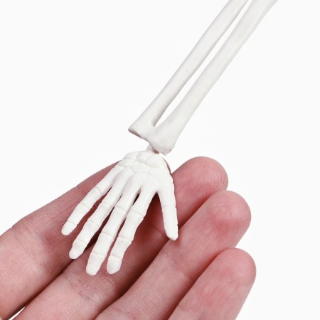 Model "Human Skeleton" 45cm-5