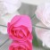 Soap roses, fuchsia and white, set of 9 pcs.