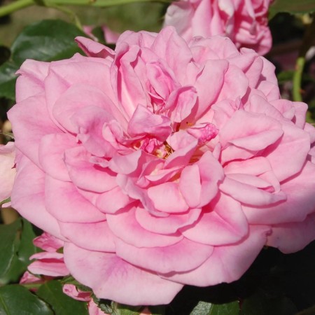 Sahenian Rosa "Yutersen Rosenprinzessin", Tuba, Spring 2025