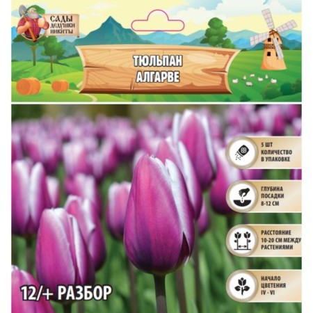 Tulip "Algarve, river 12/+, 5pcs, autumn 2024