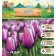 Tulip "Algarve, river 12/+, 5pcs, autumn 2024