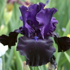 Iris Borogue Black Knight, Rr. I, 1 pc, Spring 2025