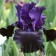 Iris Borogue Black Knight, Rr. I, 1 pc, Spring 2025