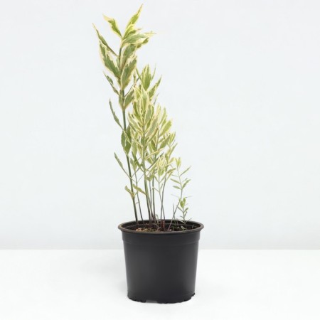 Fisostegia Virgin Variegate, pot C2, 1 pc, summer 2024-1