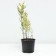 Fisostegia Virgin Variegate, pot C2, 1 pc, summer 2024