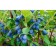 Honeysuckle edible Moren, C2 pot, H20-40 Height, 1 pc, summer 2024