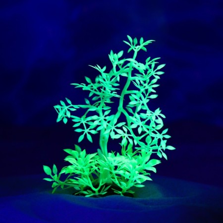 The plant is artificial aquarium, luminous, 10 cm, green-3