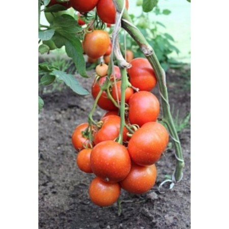 Seeds Tomat "conqueror of the North" F1, ultra -rapid, 0.05 g-1
