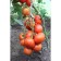 Seeds Tomat "conqueror of the North" F1, ultra -rapid, 0.05 g