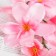 Artificial flowers "Amezialla orchid" 65 cm, pink